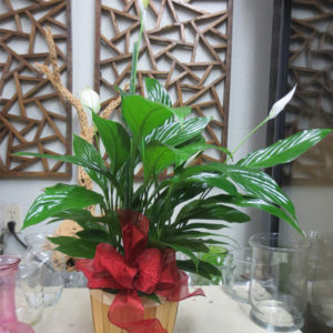 Peace Lily Medium