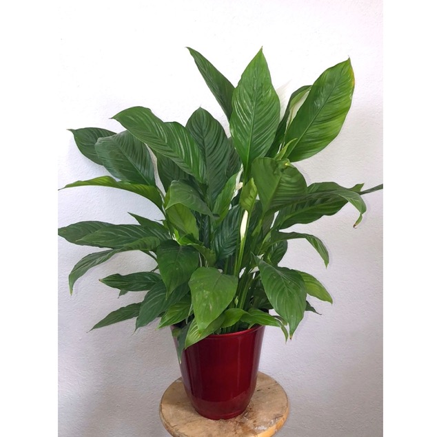 Peace Lily Large