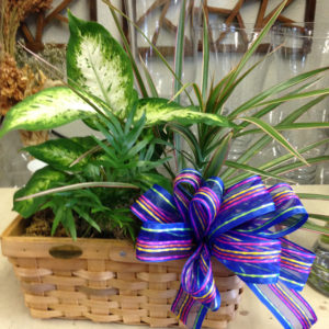 Dish Garden Basket 2