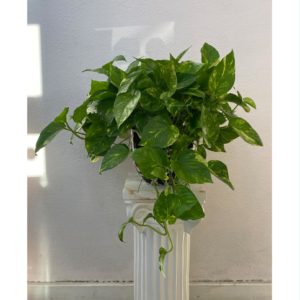 Pothos Plant