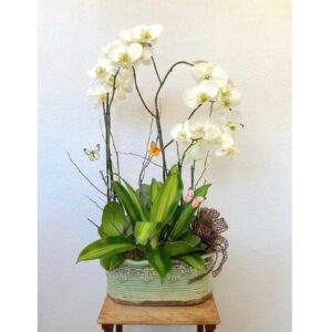 Double White Orchid
